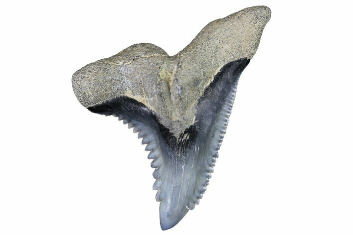 Serrated, Fossil Shark (Hemipristis) Tooth #178590